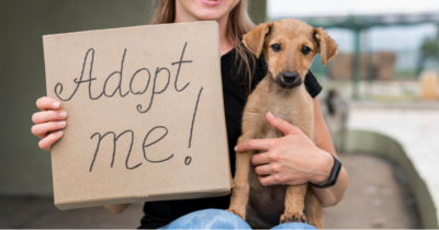Cães para adopção