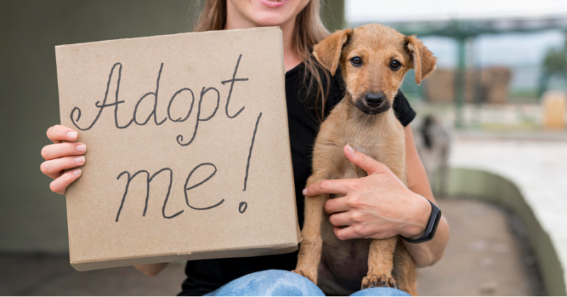 Cães para adopção