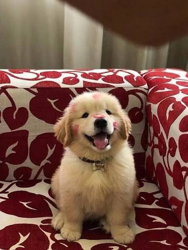 Cachorros bebés para adoção